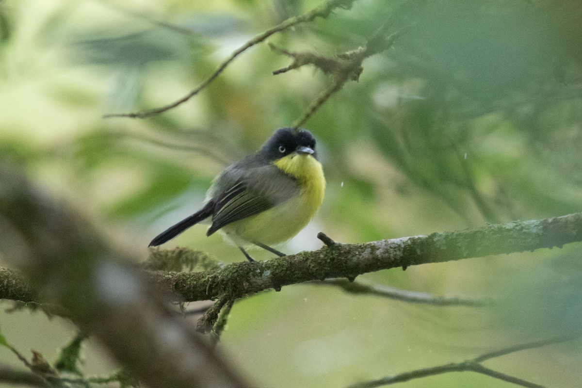Common Tody-Flycatcher - ML638699674