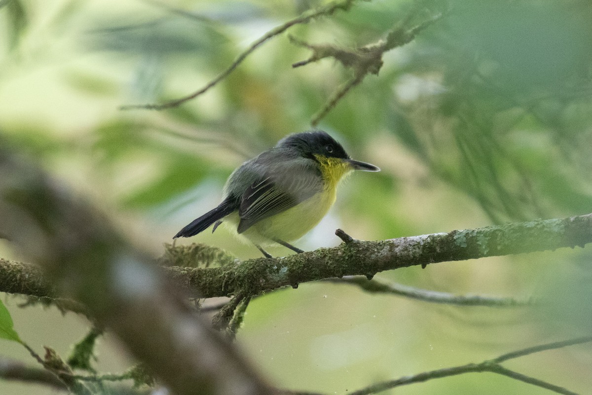 Common Tody-Flycatcher - ML638699675