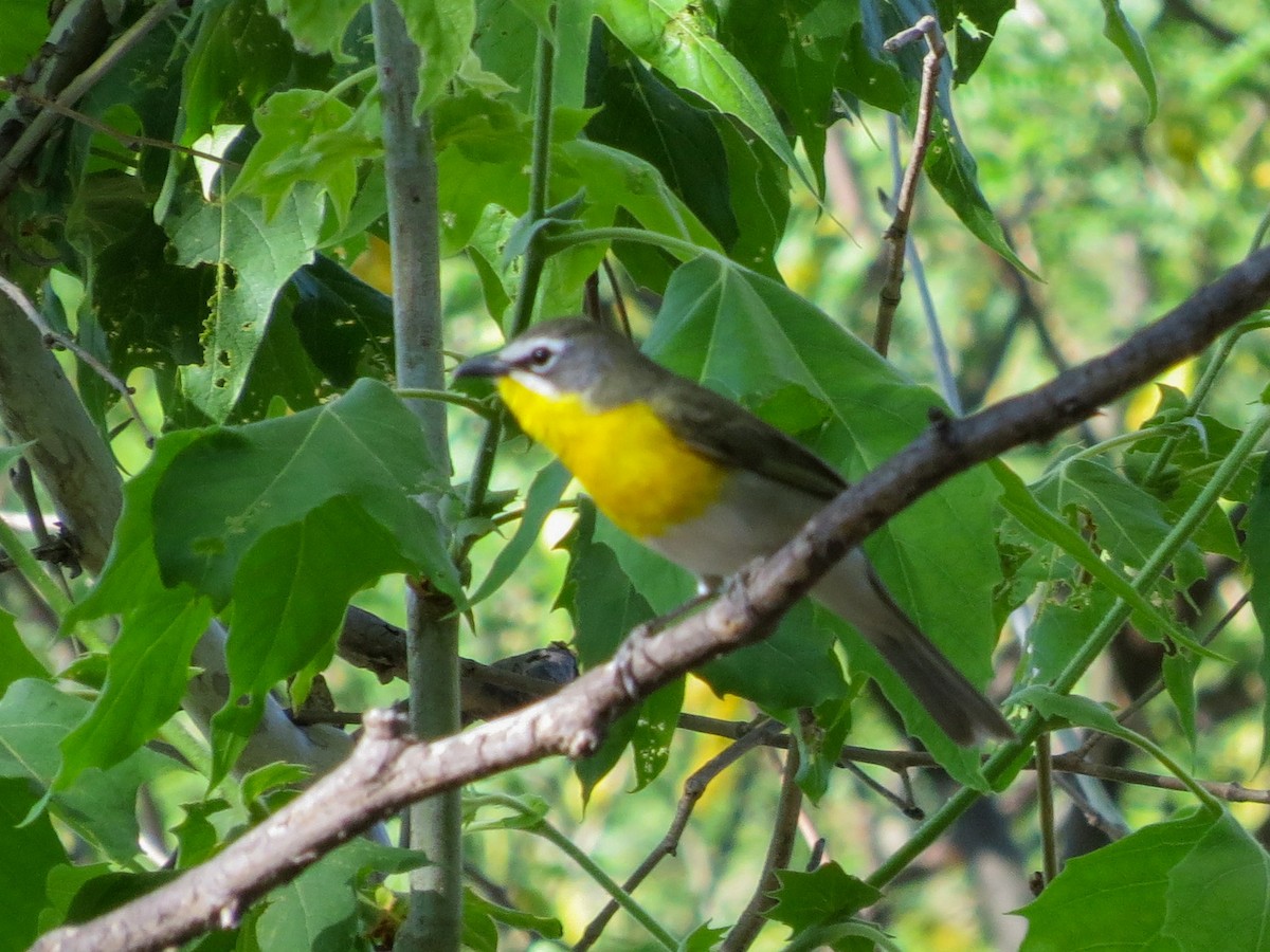 gulbrystparula - ML638699691