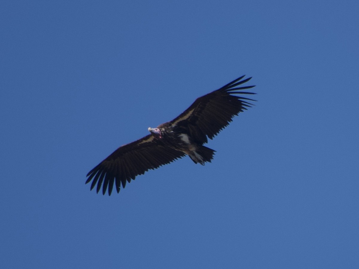 Lappet-faced Vulture - ML638699722