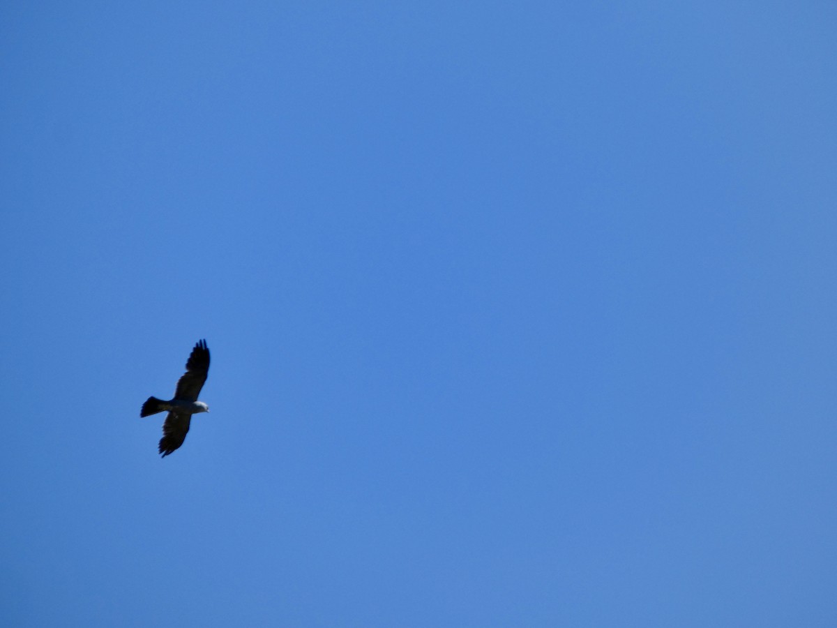 Mississippi Kite - ML638699742