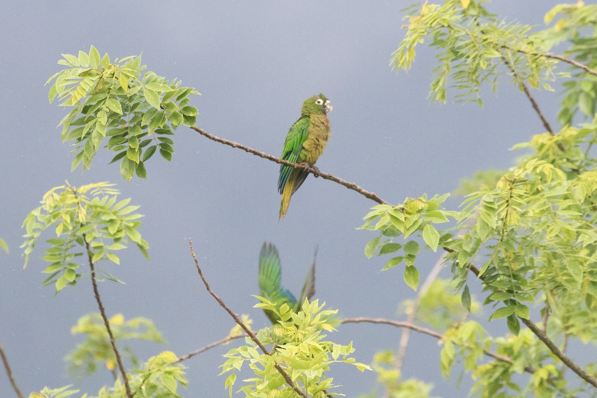Olive-throated Parakeet - ML638699801