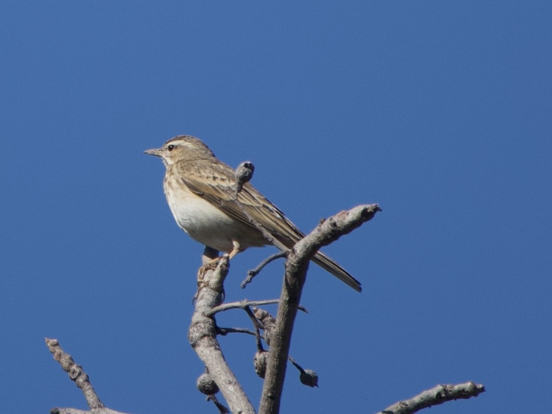 Woodland Pipit - ML638699805