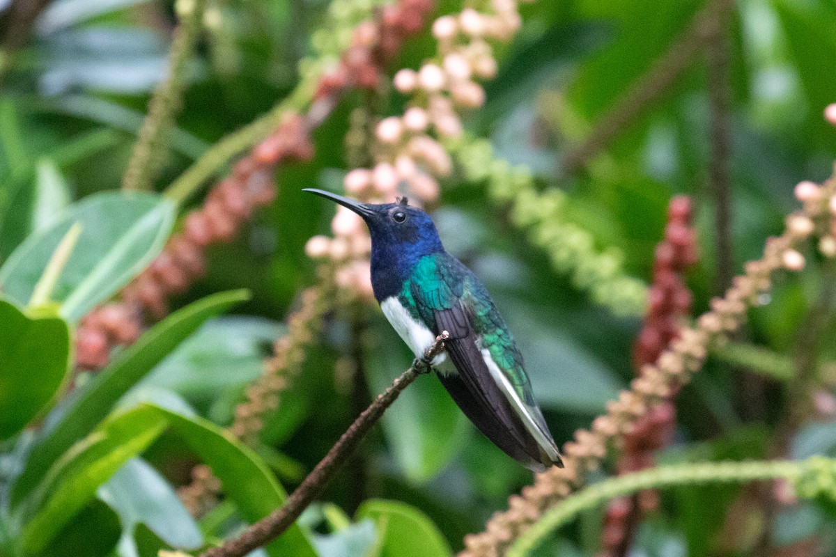 White-necked Jacobin - ML638699816