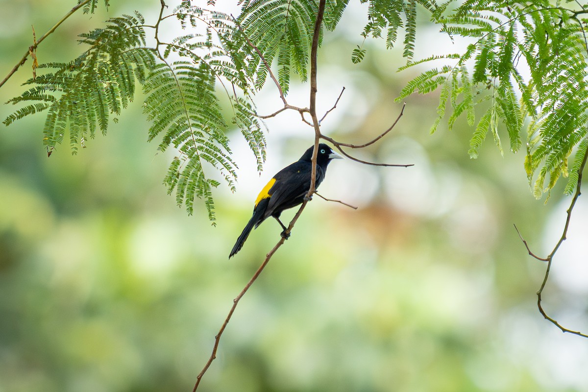 Selva Cacique - ML638699822