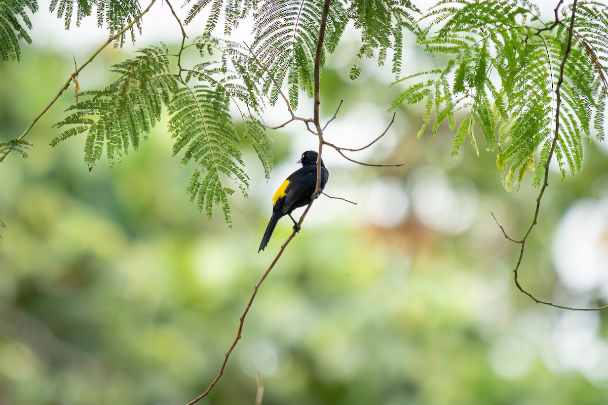 Selva Cacique - ML638699823