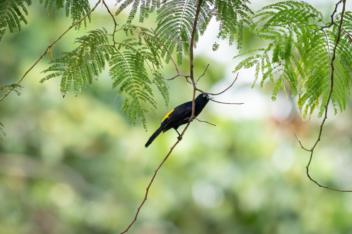 Selva Cacique - ML638699824