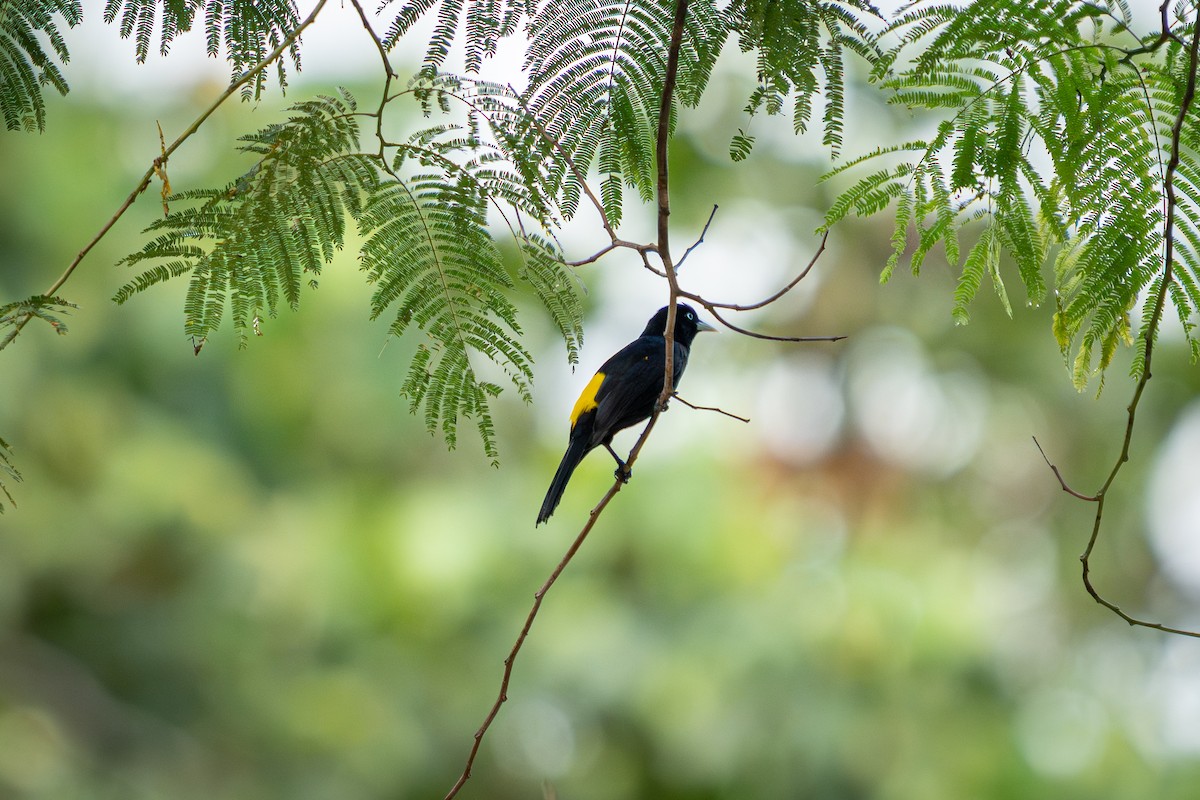 Selva Cacique - ML638699825