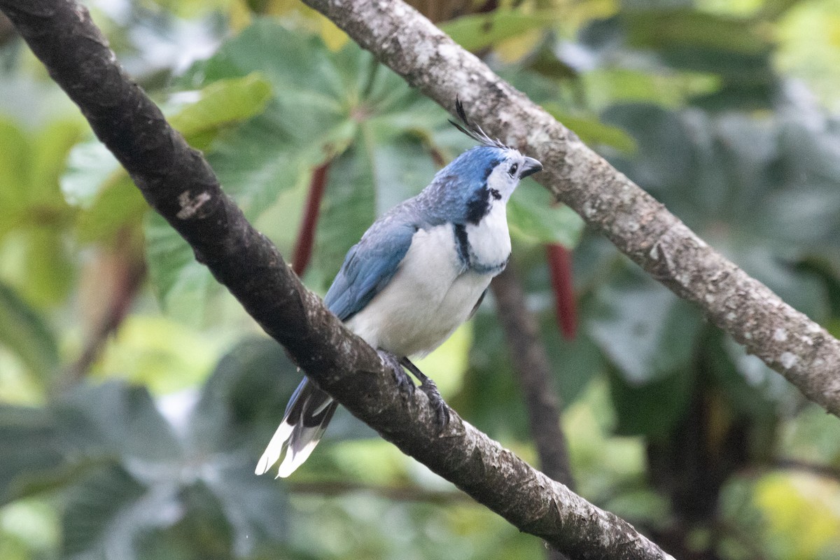 White-throated Magpie-Jay - ML638699836