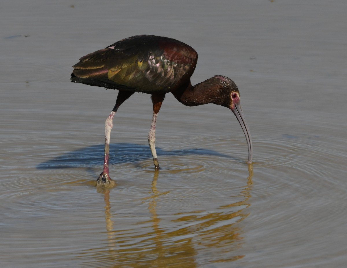 White-faced Ibis - ML638699844
