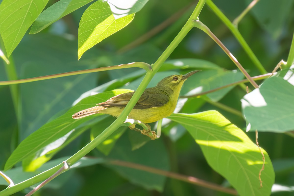 sunbird sp. - ML638699896