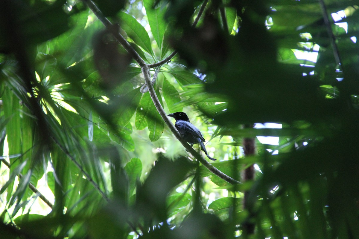 Hair-crested Drongo - ML638699900