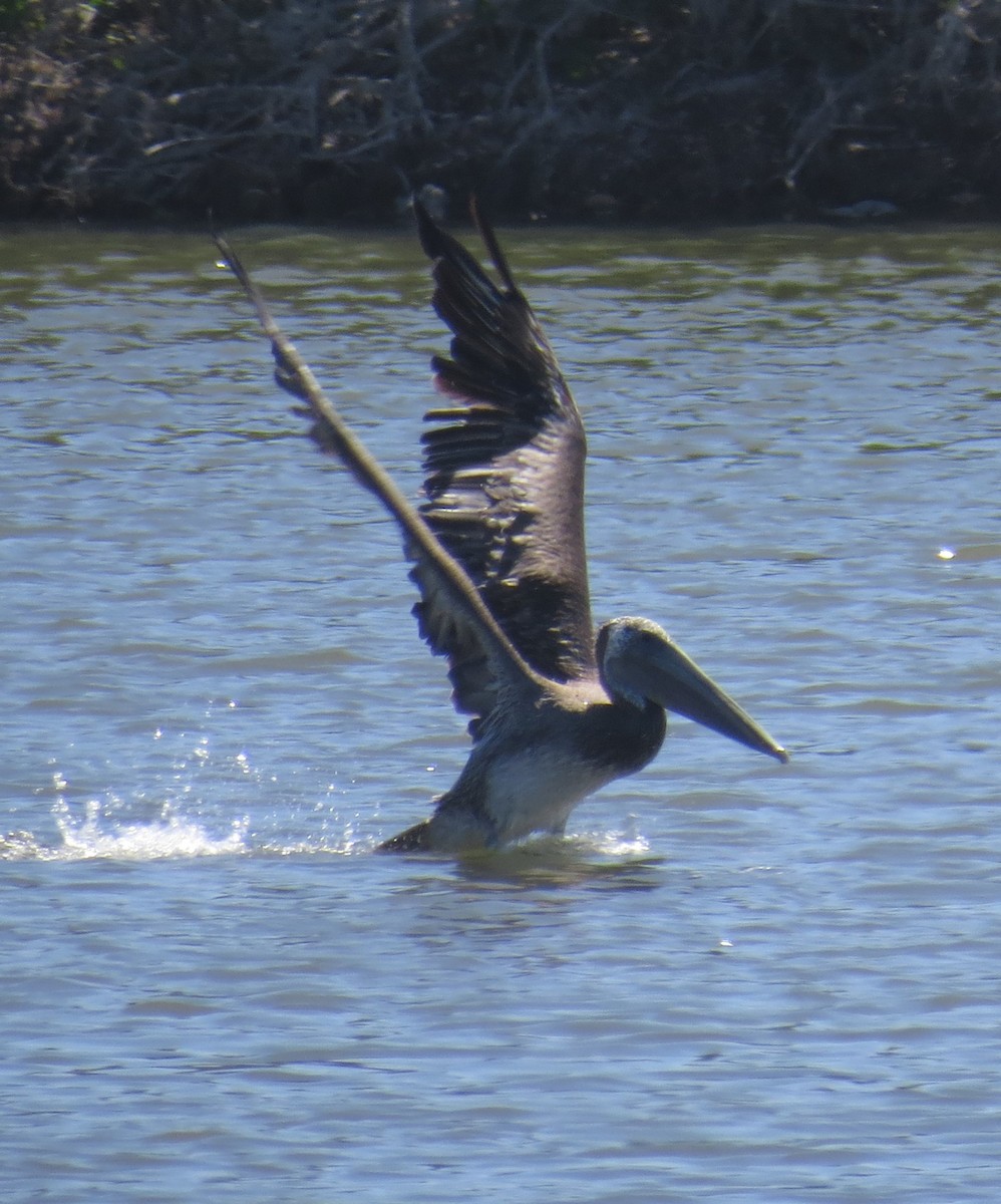 Brown Pelican - ML638699939