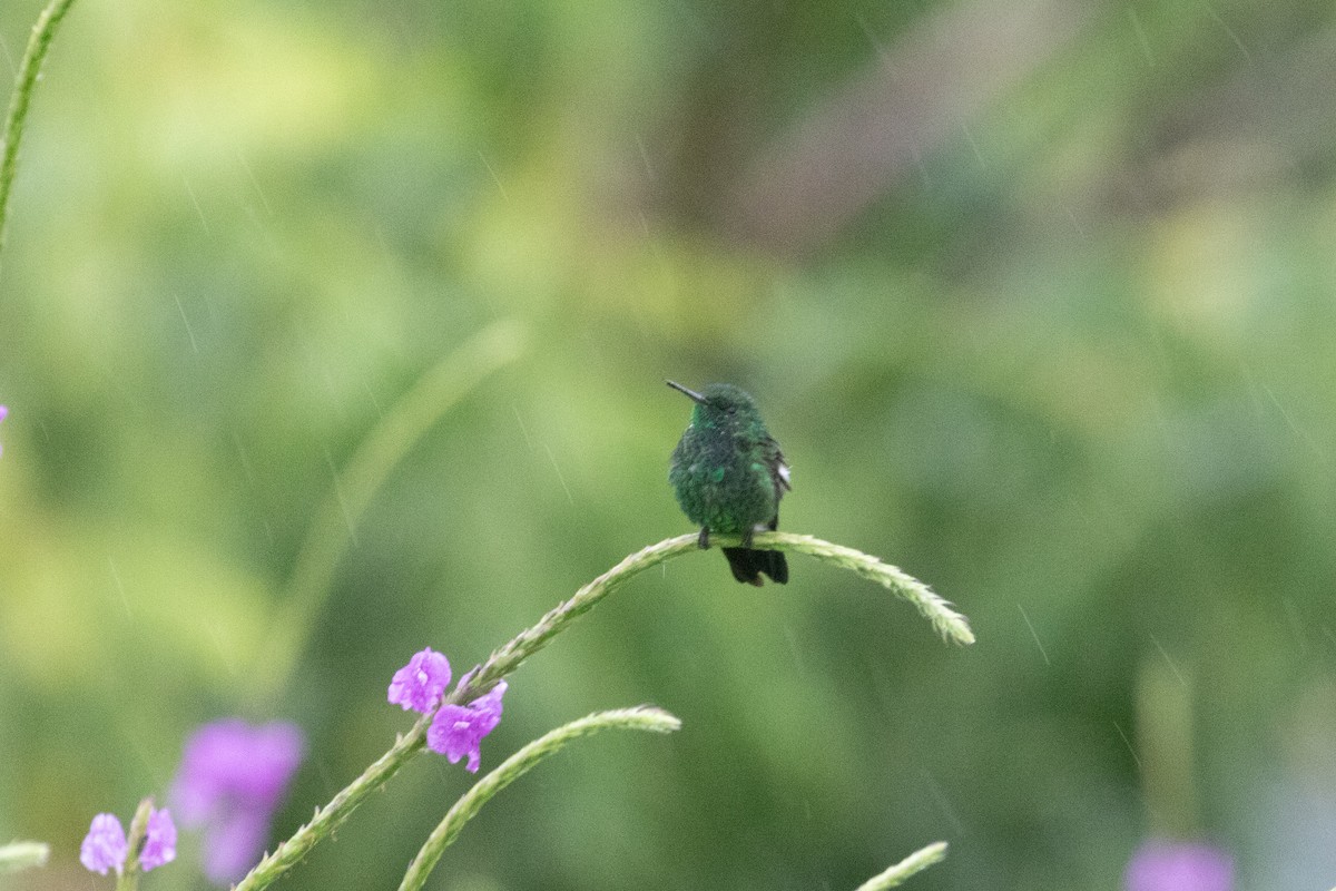 Blue-vented Hummingbird - ML638699953