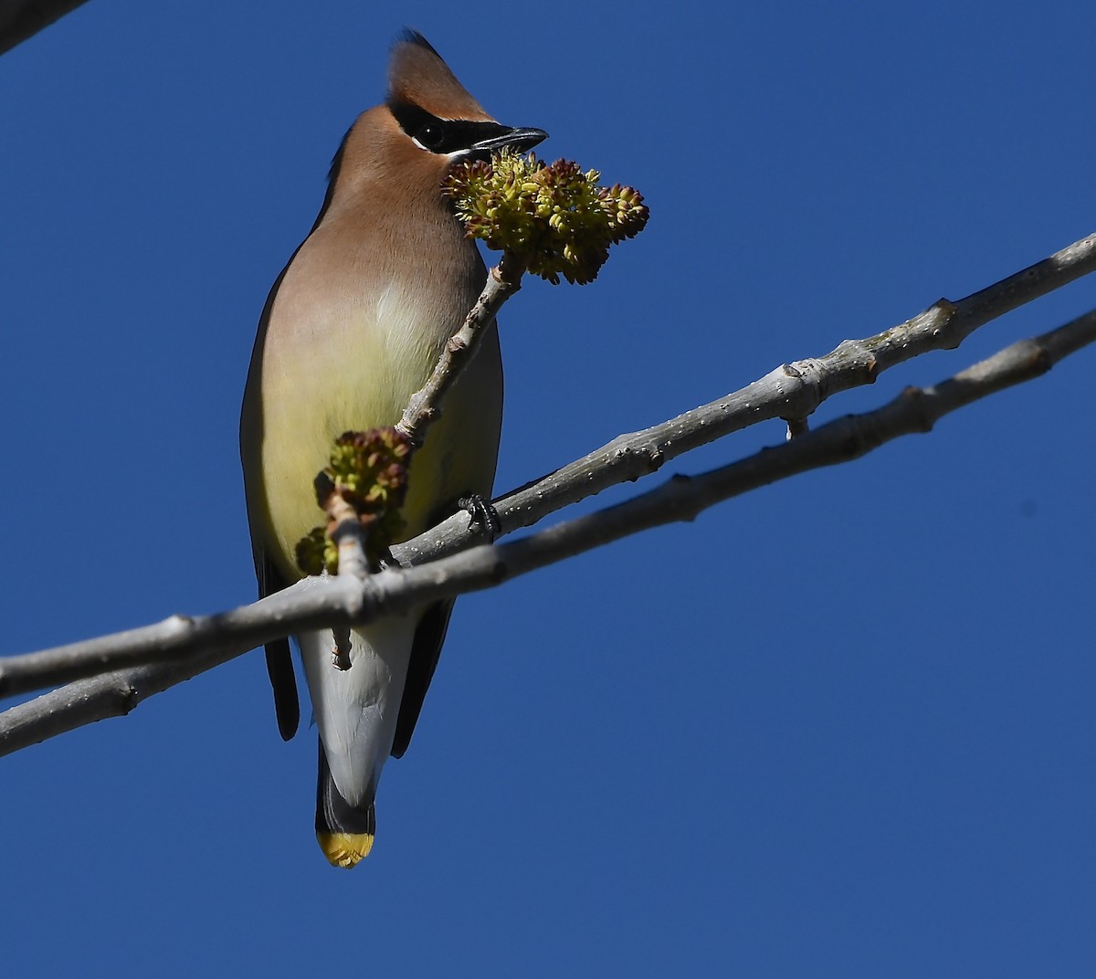 Cedar Waxwing - ML638699972