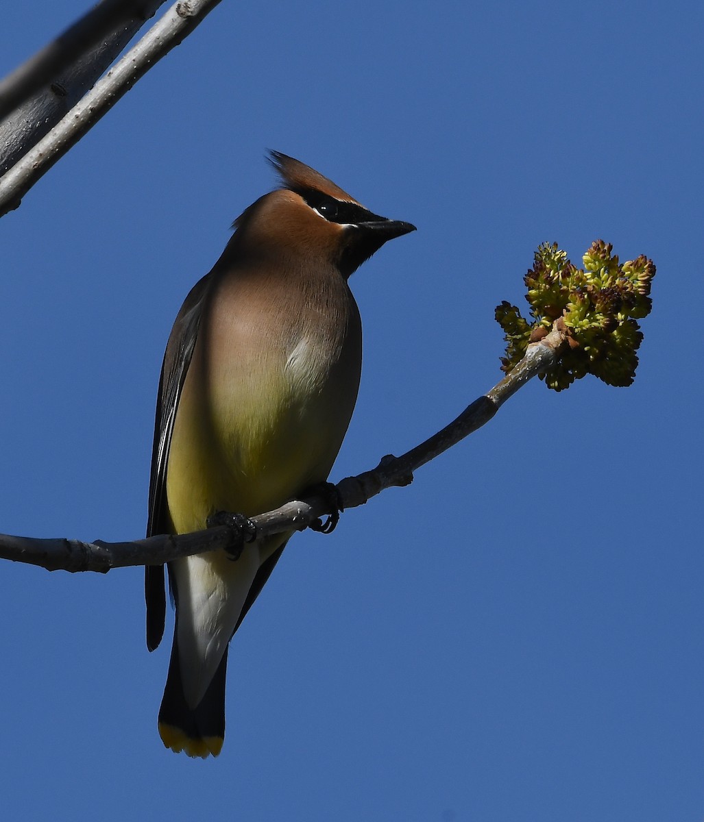 Cedar Waxwing - ML638699973