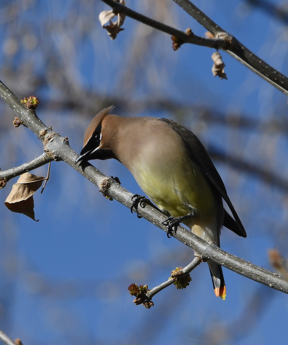 Cedar Waxwing - ML638699974
