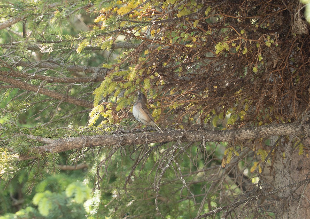Dark-eyed Junco - ML638699980
