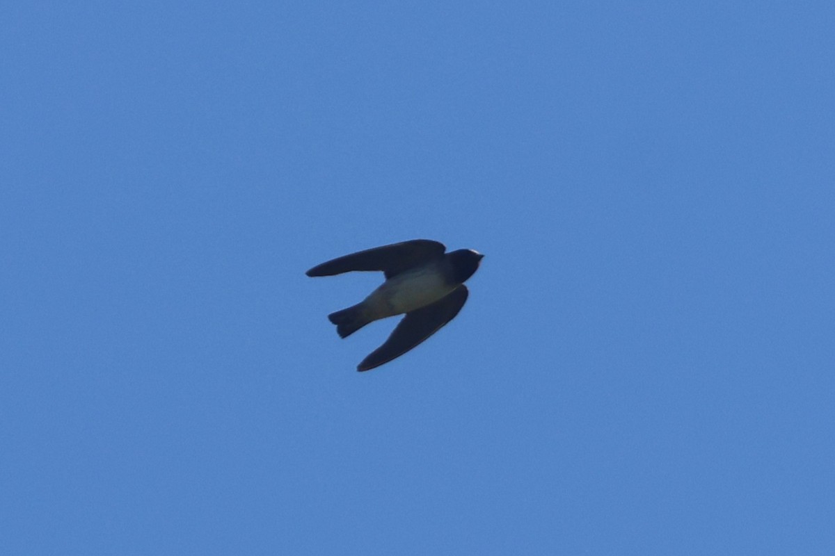 Cliff Swallow - ML638699989