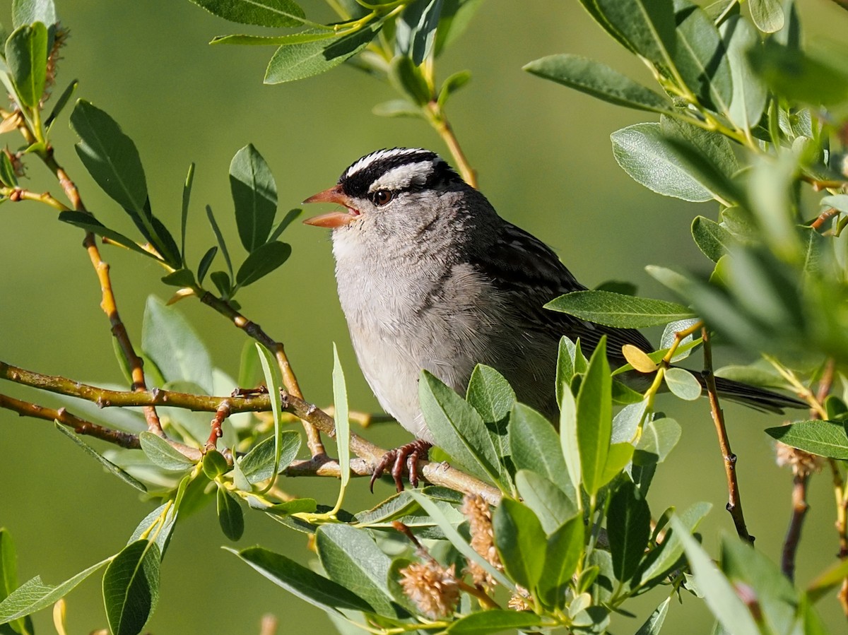 White-crowned Sparrow (oriantha) - ML638700005