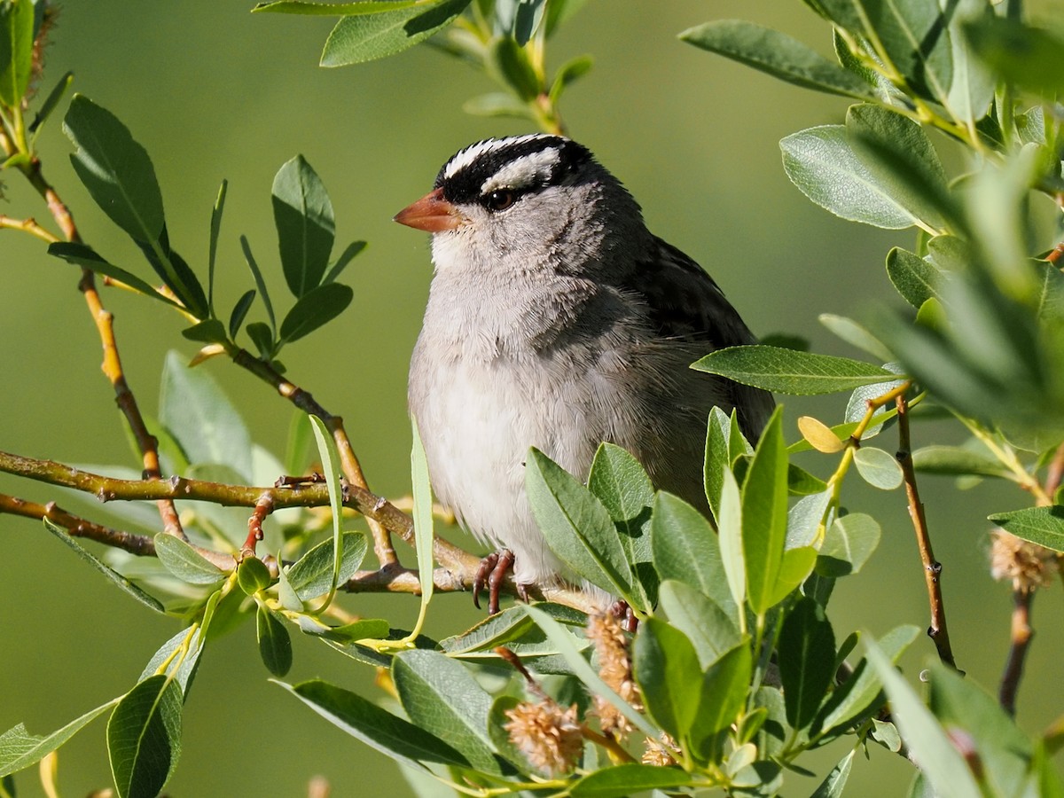 White-crowned Sparrow (oriantha) - ML638700006