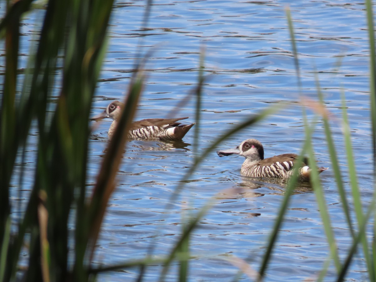 Pink-eared Duck - ML638700077