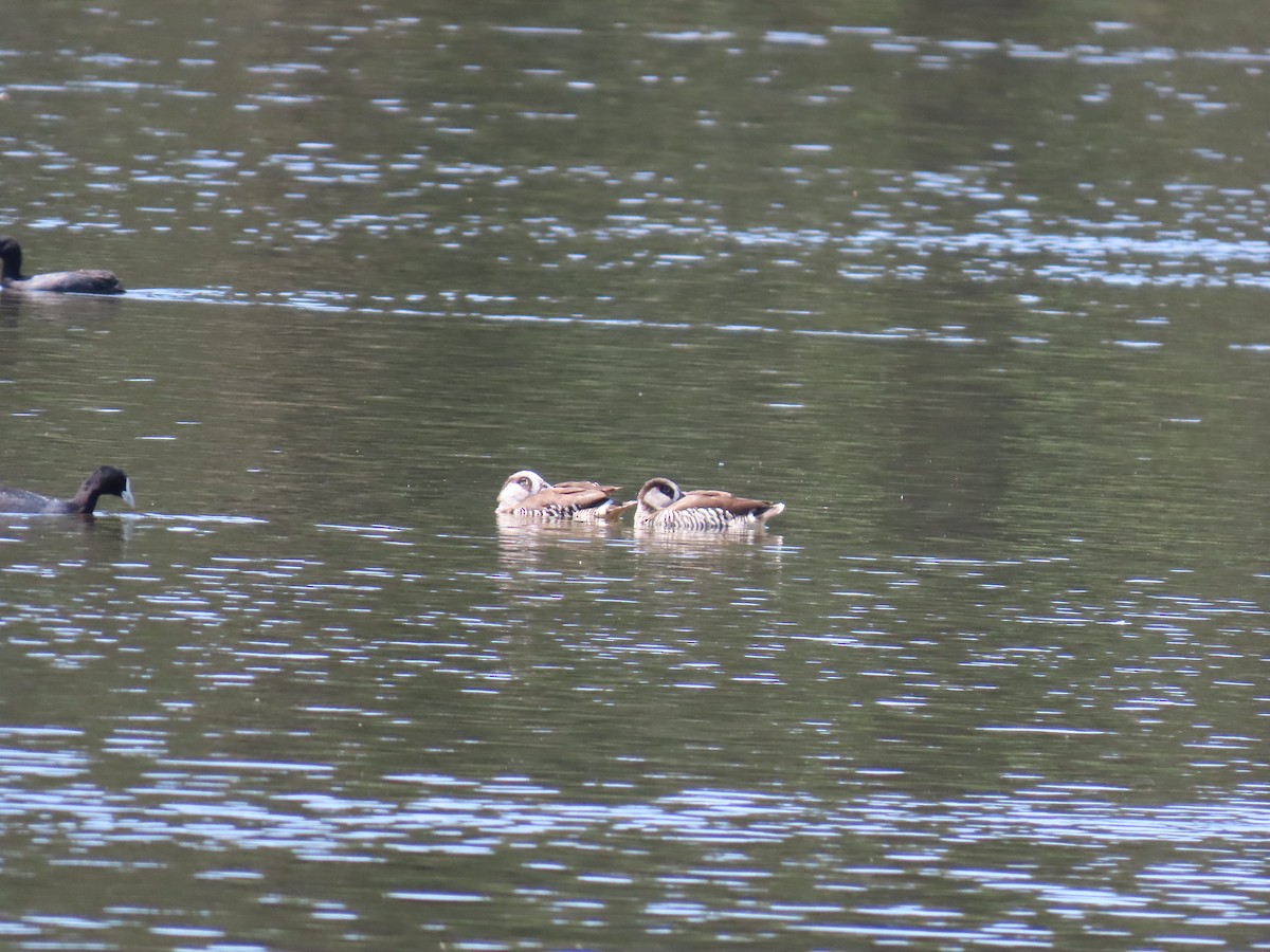 Pink-eared Duck - ML638700078
