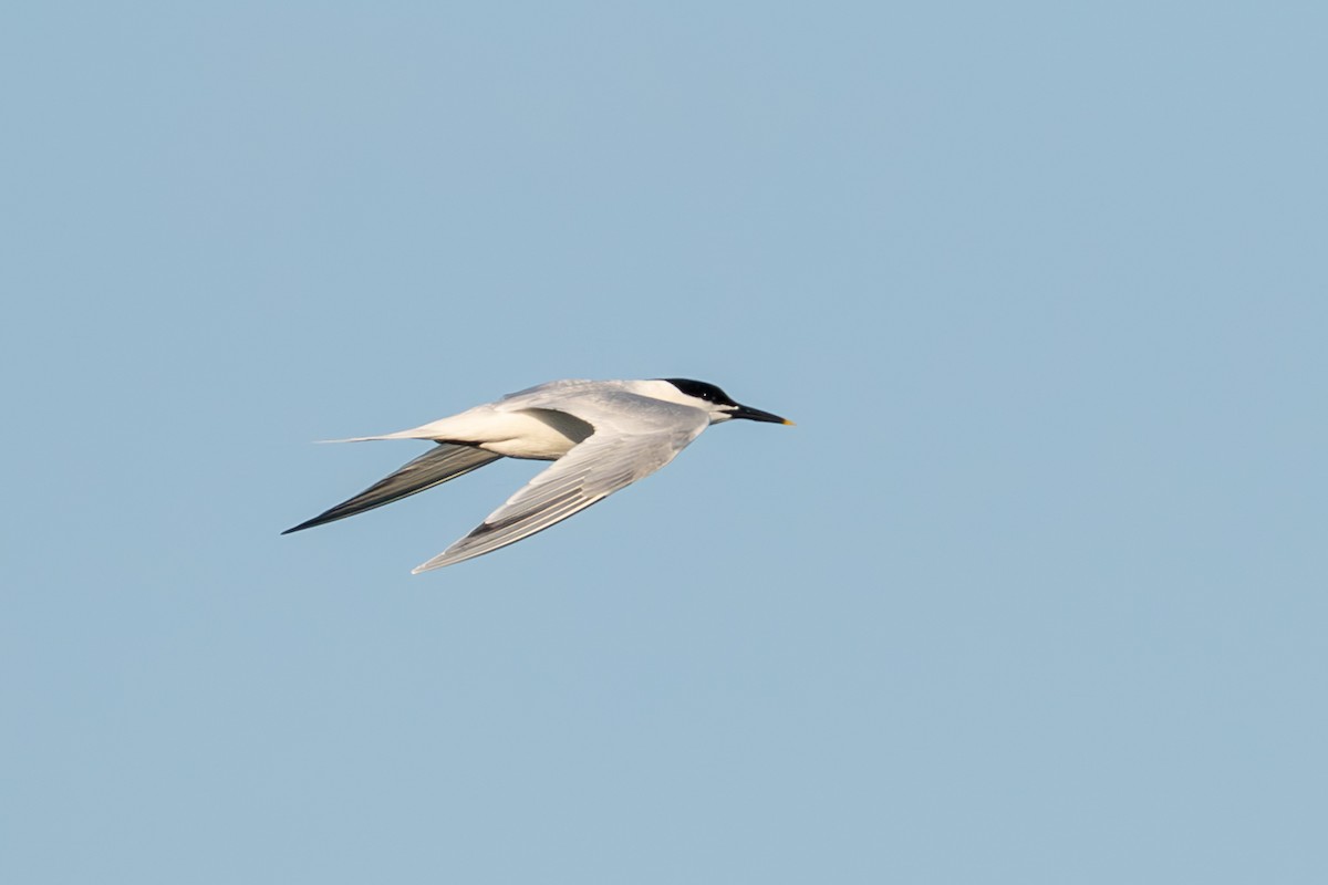 Sandwich Tern (Eurasian) - ML638700115