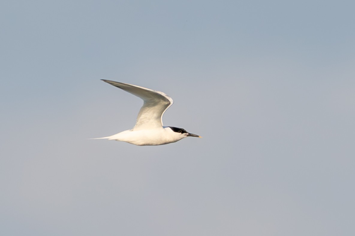 Sandwich Tern (Eurasian) - ML638700116