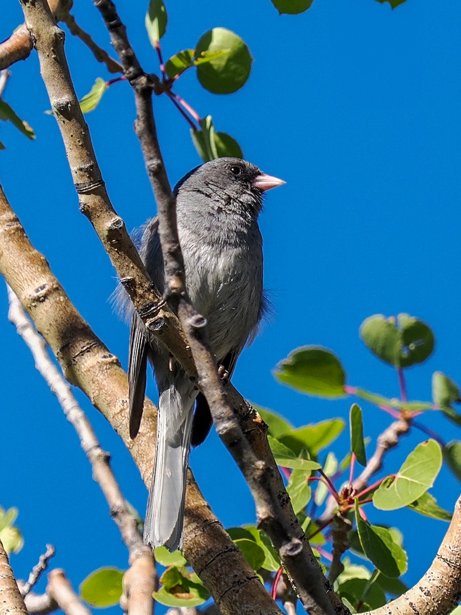 Dark-eyed Junco (Gray-headed) - ML638700192