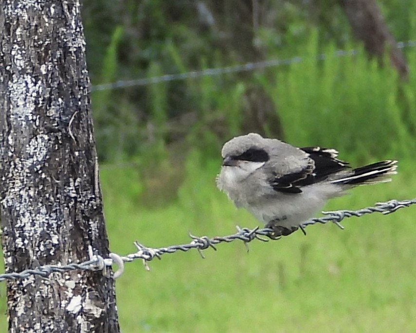 Loggerhead Shrike - ML638700250