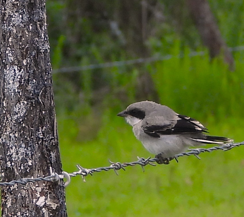 Loggerhead Shrike - ML638700251