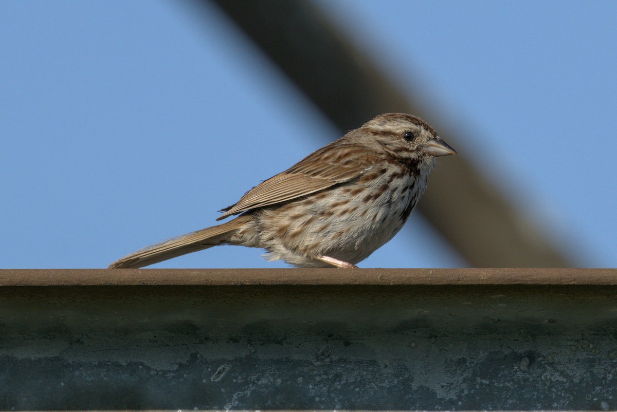 Song Sparrow - ML638700254