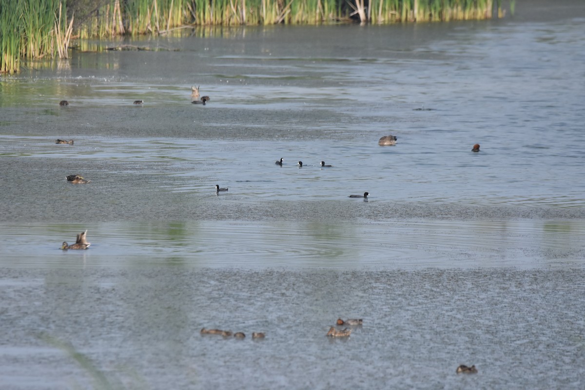 Foulque d'Amérique - ML638700262