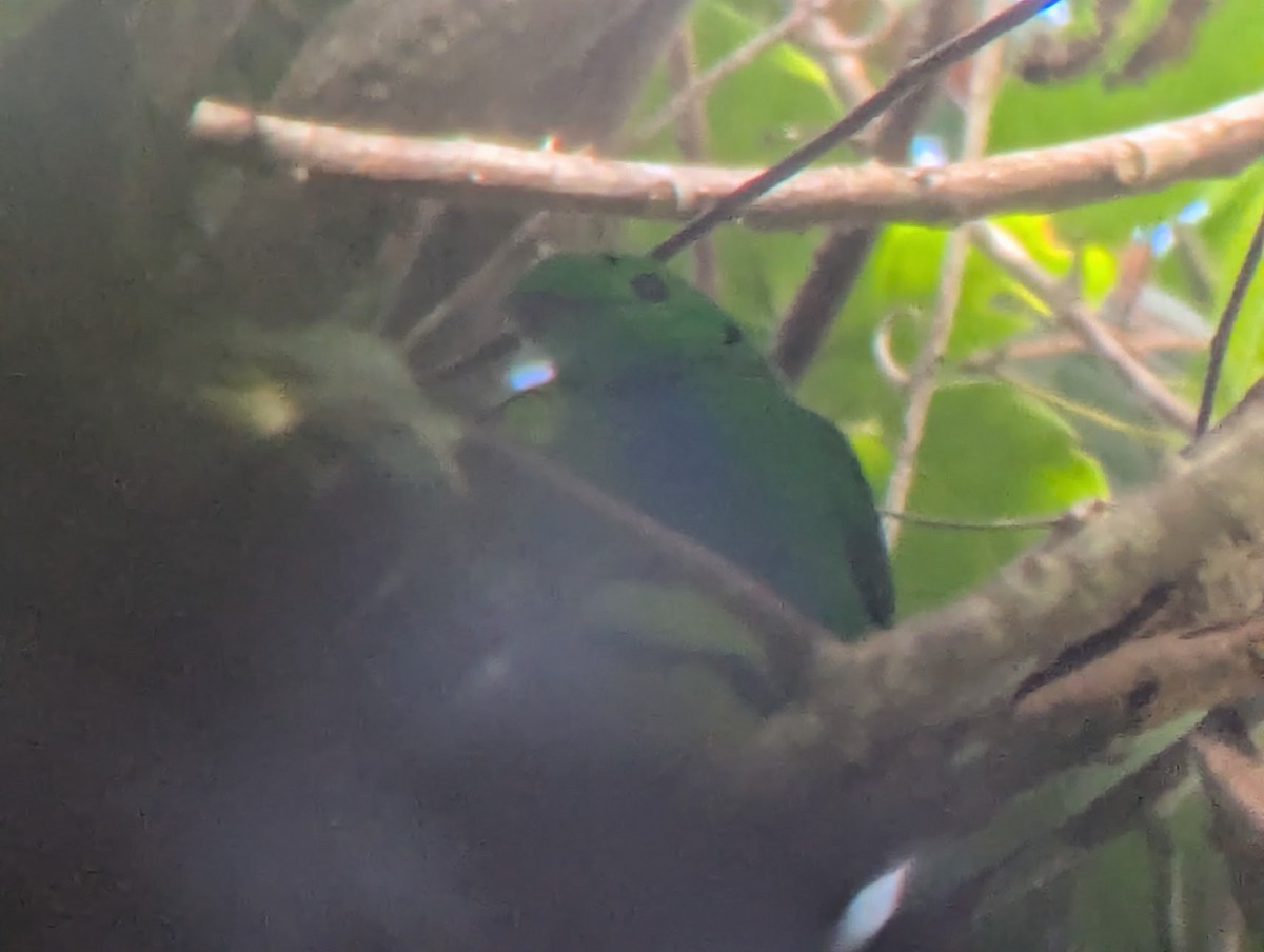 Hose's Broadbill - ML638700310
