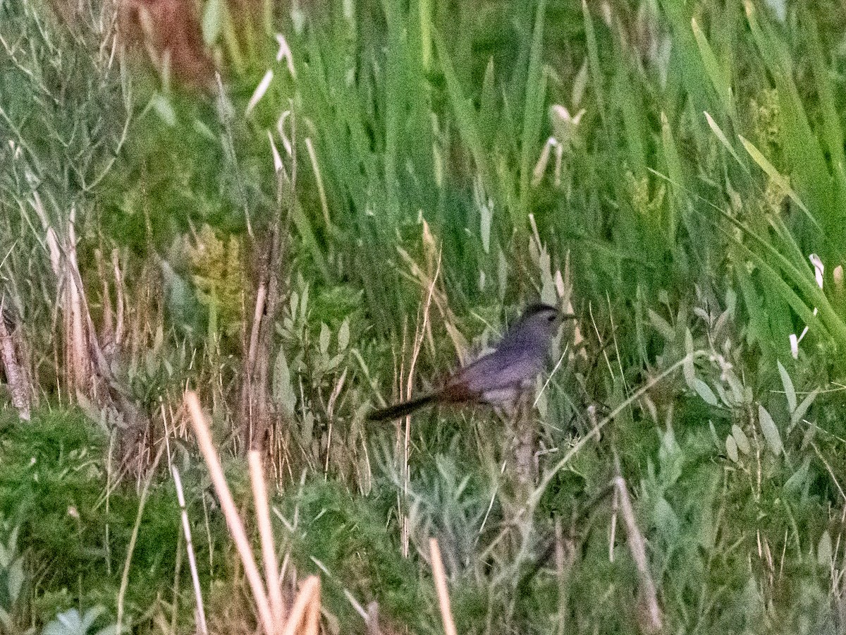 Gray Catbird - ML638700324