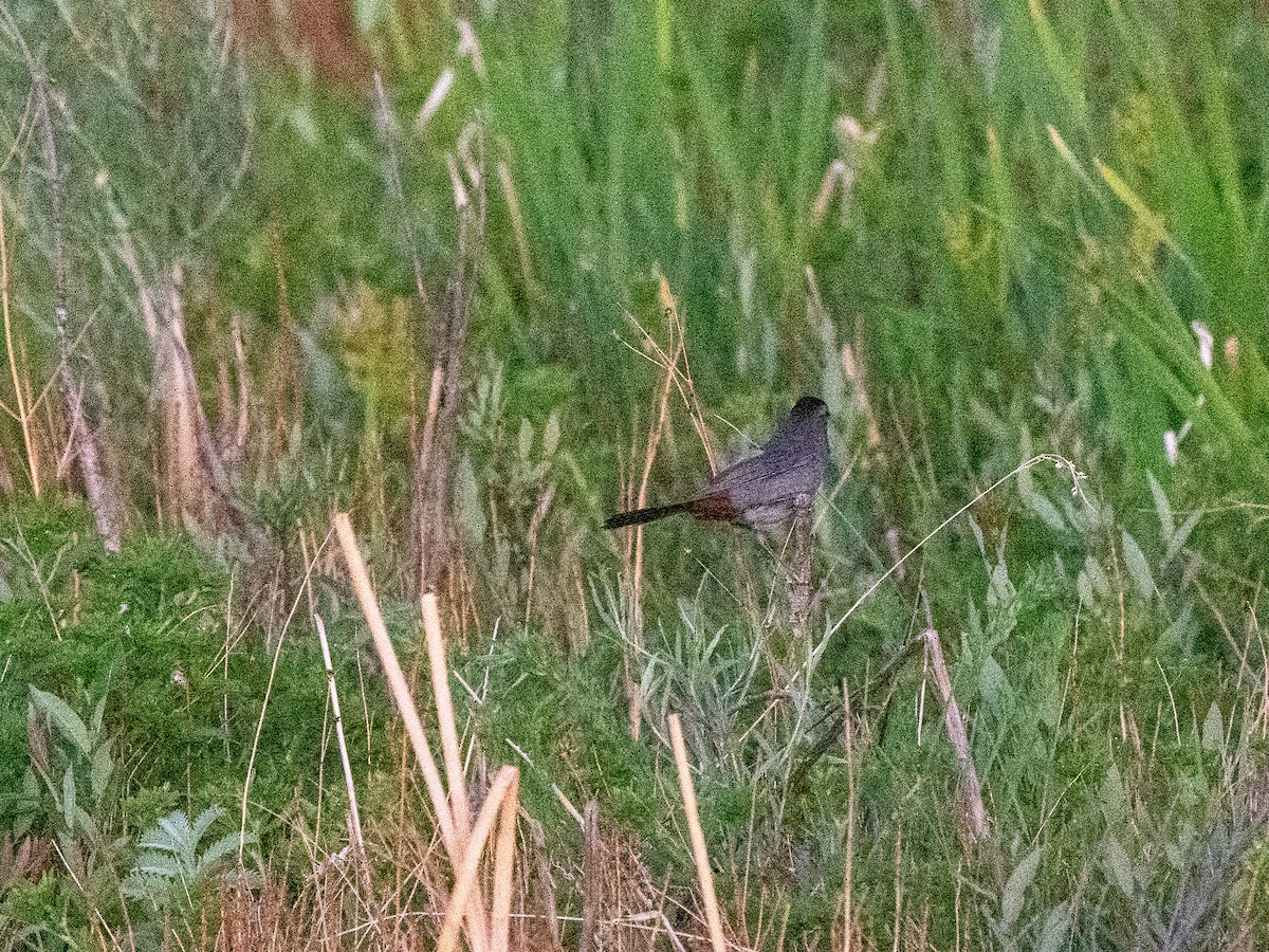 Gray Catbird - ML638700325