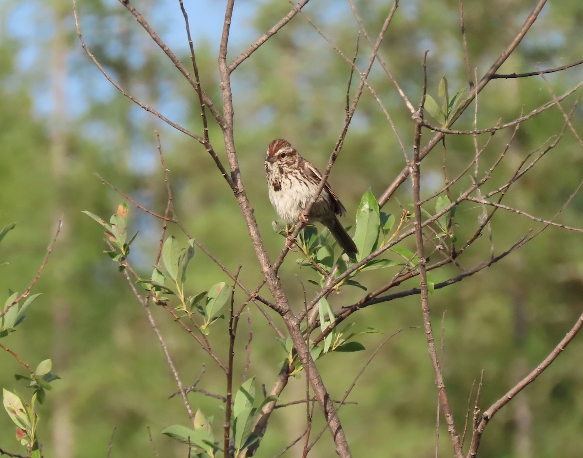 Song Sparrow - ML638700340