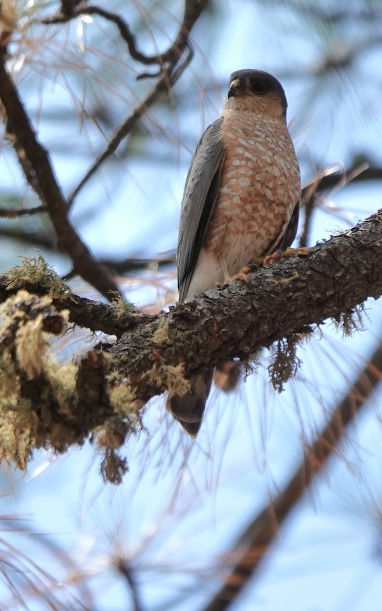 Sharp-shinned Hawk - ML638700360