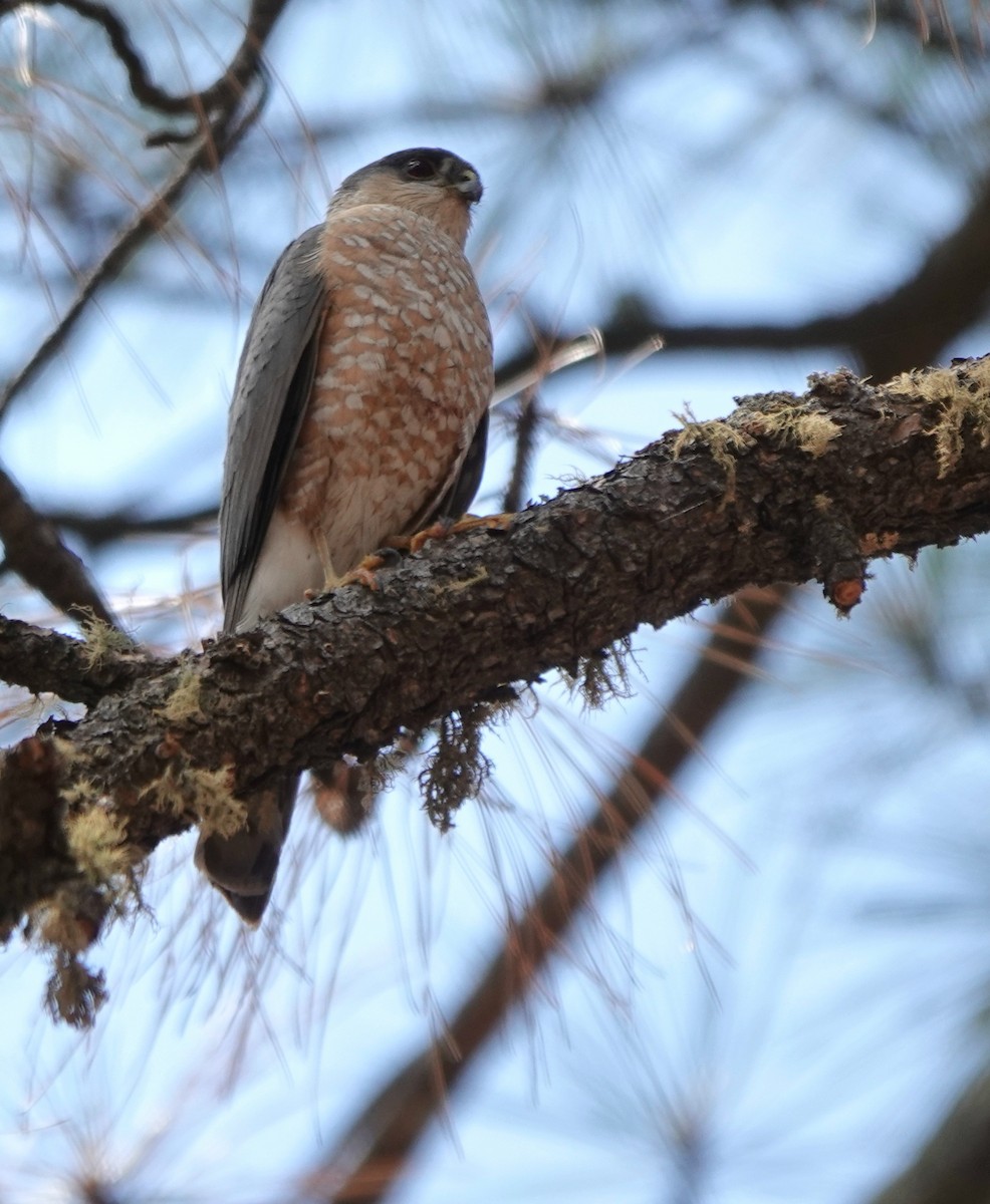Sharp-shinned Hawk - ML638700361
