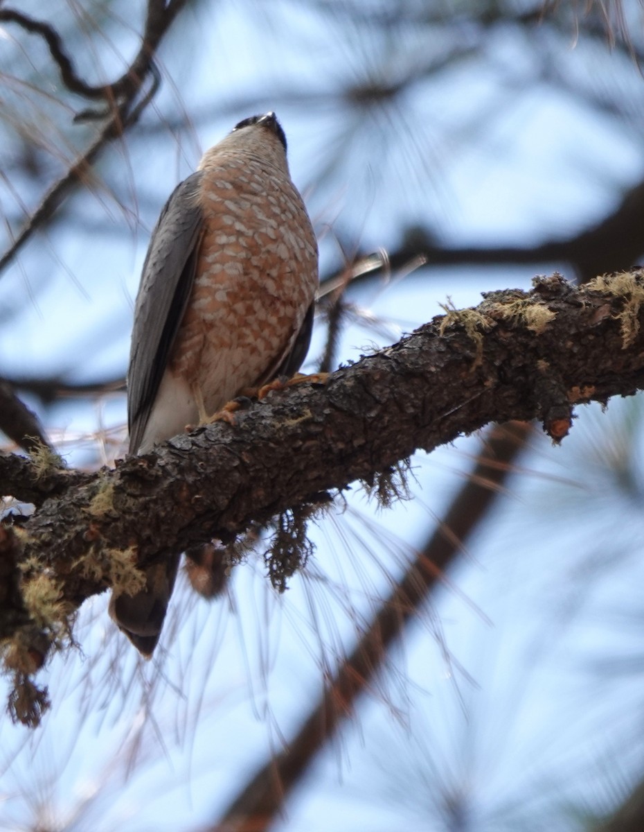Sharp-shinned Hawk - ML638700362