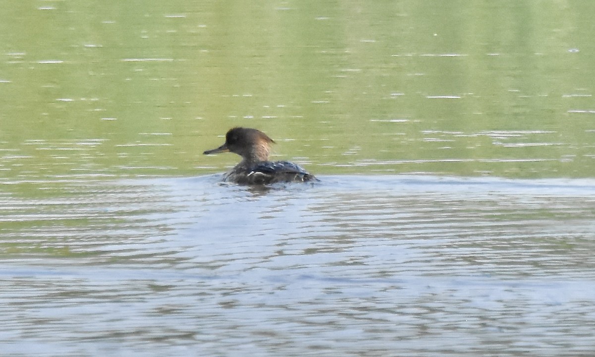 Harle couronné - ML638700379