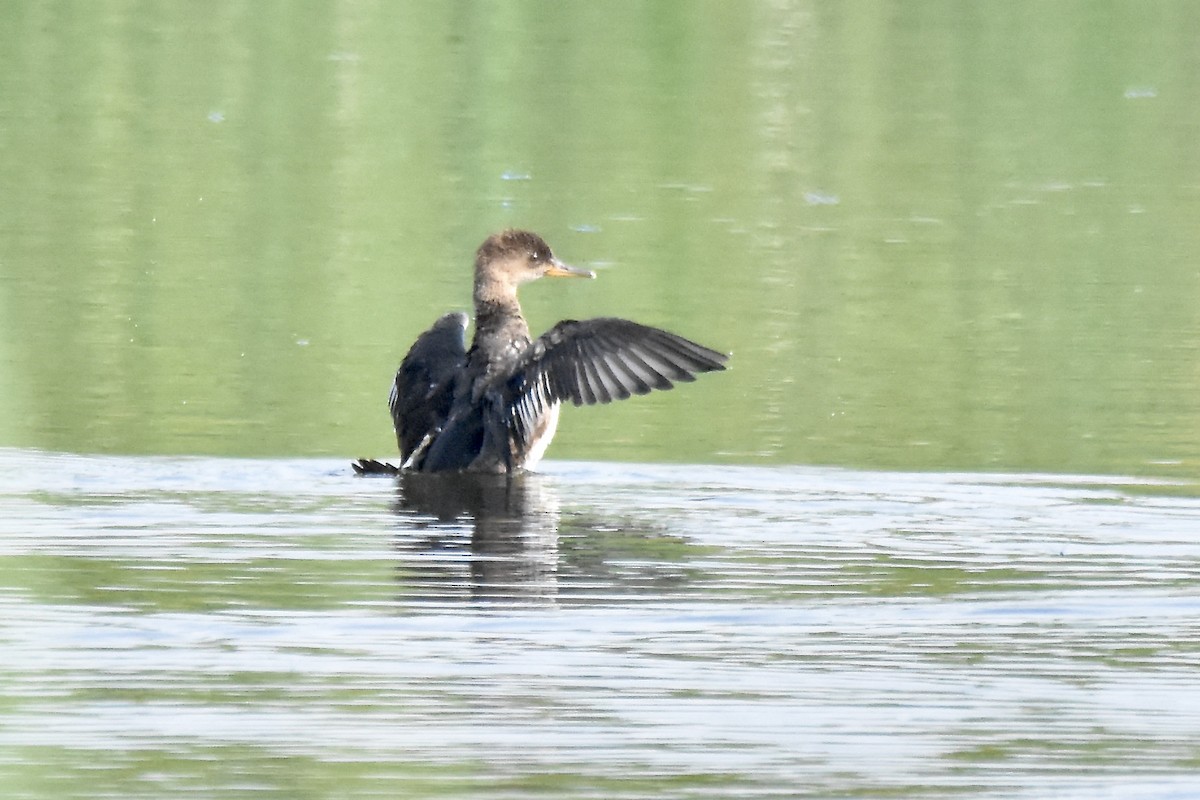 Harle couronné - ML638700380