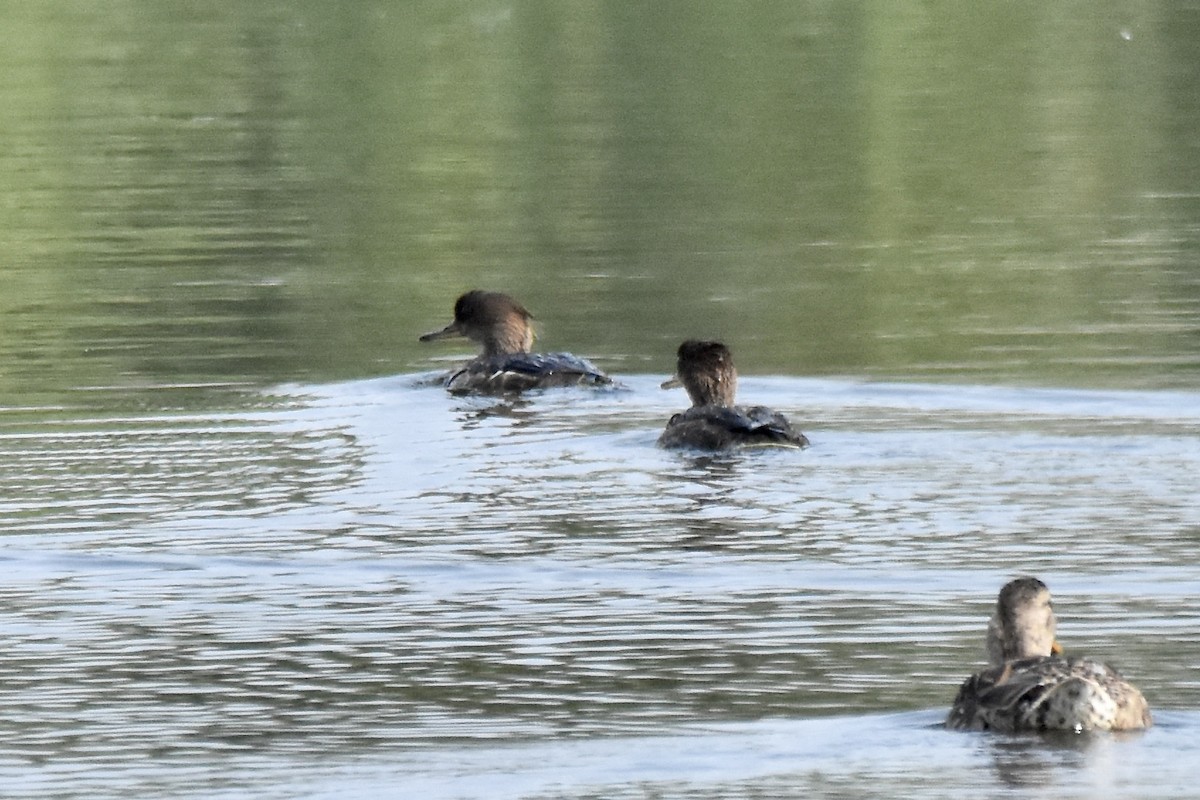 Harle couronné - ML638700382