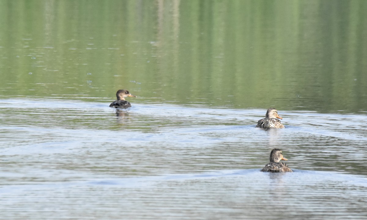 Harle couronné - ML638700383