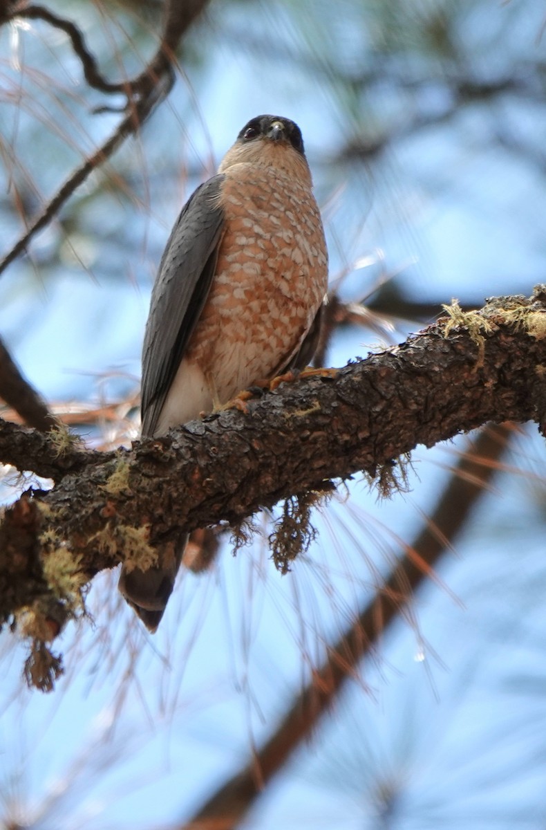 Sharp-shinned Hawk - ML638700387