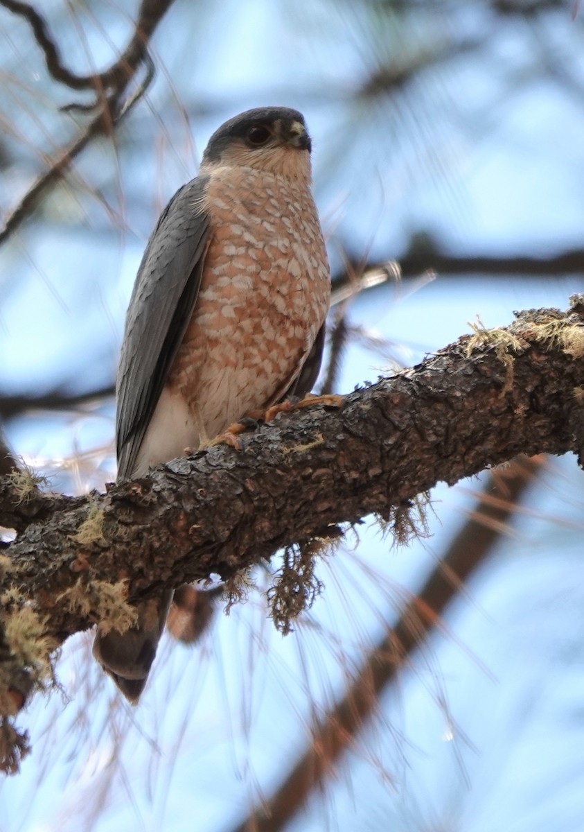 Sharp-shinned Hawk - ML638700388