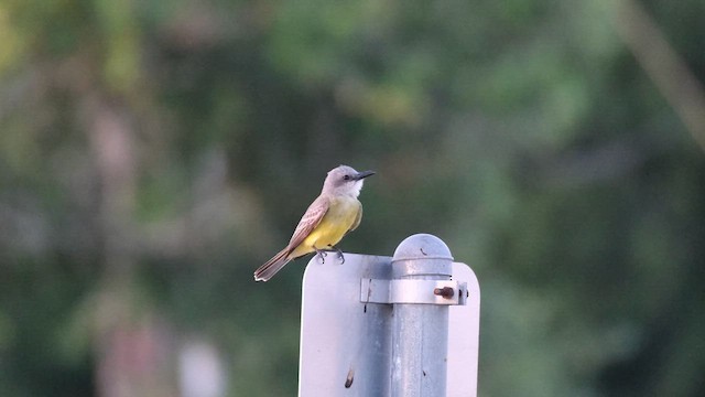 Tropical Kingbird - ML638700399