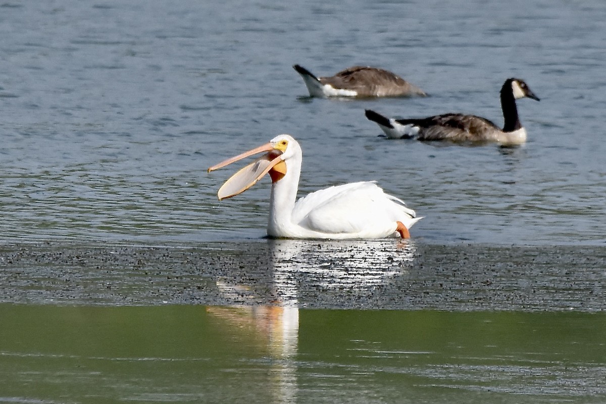 Pélican d'Amérique - ML638700403