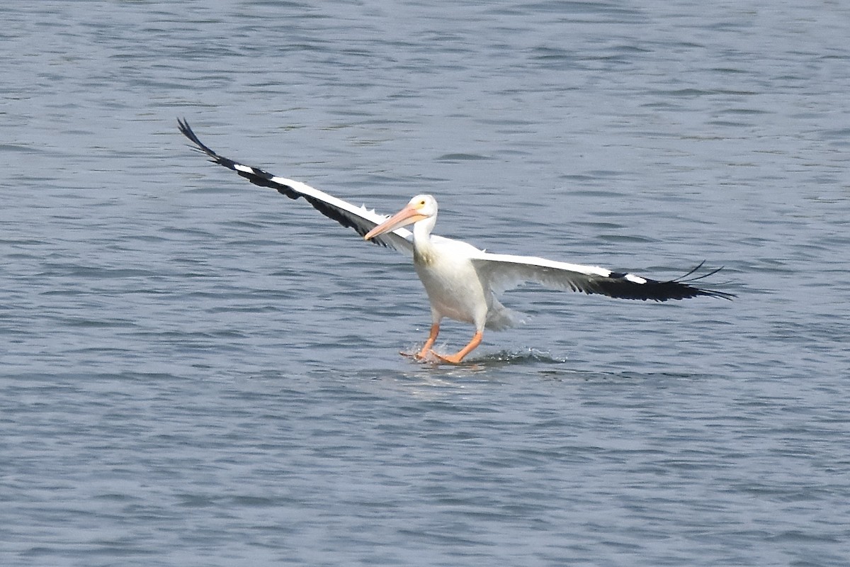 Pélican d'Amérique - ML638700405